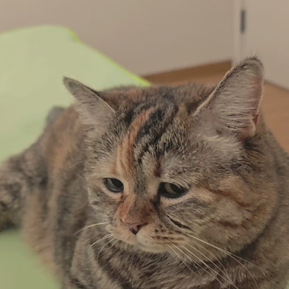 Cat Ball Automatic Rolling Toy